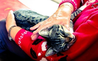 How live-in care supports elderly people living with pets